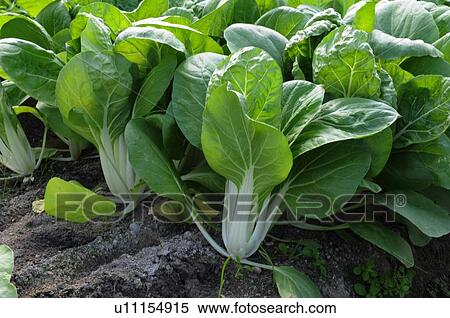 Chinese Cabbage View Large Photo Image Stock Photography - Chinese Cabbage. Fotosearch