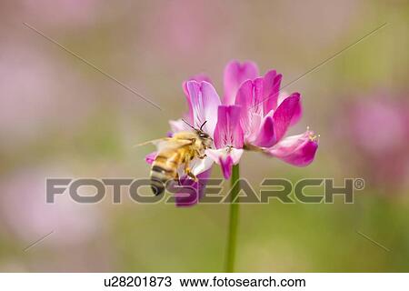 Stock Image - Chinese Milk Vetch and Bee. Fotosearch