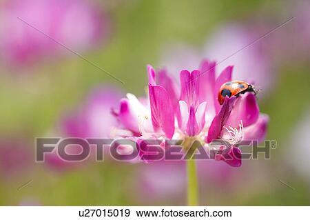 Chinese Milk Vetch and Ladybird View Large Photo Image Stock Photo - Chinese Milk Vetch and Ladybird. Fotosearch
