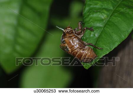 Cicada nymph shell View Large Photo Image Stock Image - Cicada nymph shell. Fotosearch