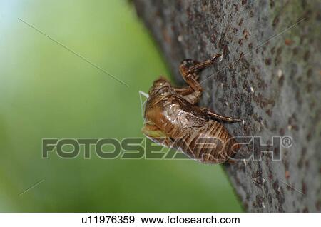 Cicada nymph shell View Large Photo Image Stock Photo - Cicada nymph shell. Fotosearch