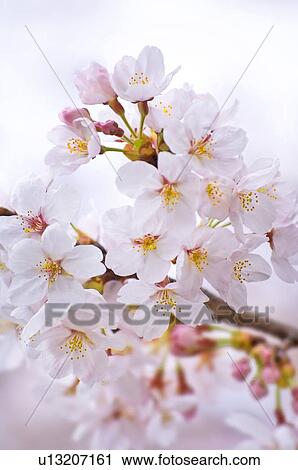 Close-up of cherry blossoms View Large Photo Image Stock Image - Close-up of cherry blossoms. Fotosearch