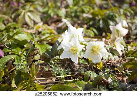 Stock Image - Close Up of Christmas Rose. Fotosearch
