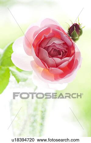 Close Up of Constance Spry Rose View Large Photo Image Stock Image - Close Up of Constance Spry Rose. Fotosearch
