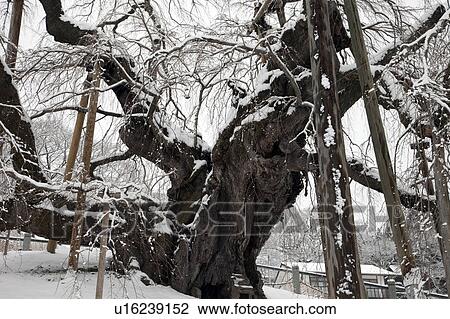 Stock Image - Close Up of Old Cherry Tree. Fotosearch