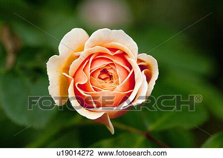 Close Up of Rose View Large Photo Image Stock Image - Close Up of Rose. Fotosearch