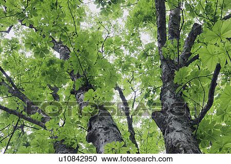 Stock Image - Close Up of Tree. Fotosearch