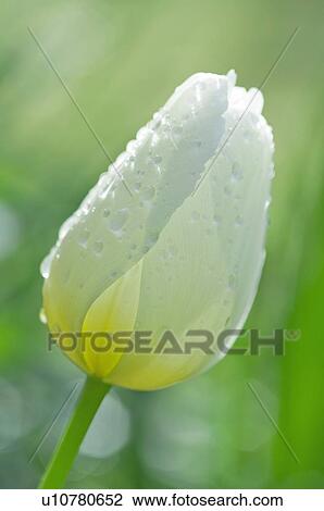 Stock Image - Close-up of tulip. Fotosearch