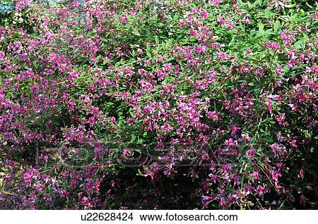Clover Bush View Large Photo Image Picture - Clover Bush. Fotosearch