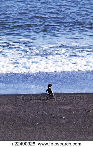 Stock Photography - Common Merganser standing at beach, Hokkaido Prefecture, Japan. Fotosearch