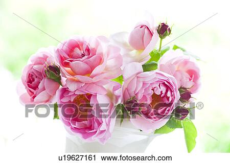 Stock Image - Constance Spry Roses. Fotosearch