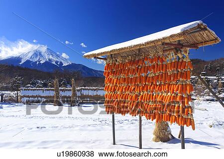 Corn On The Cob drying outdoors, Yamanashi Prefecture, Honshu, Japan View Large Photo Image Stock Photo - Corn On The Cob drying outdoors, Yamanashi Prefecture, Honshu, Japan. Fotosearch