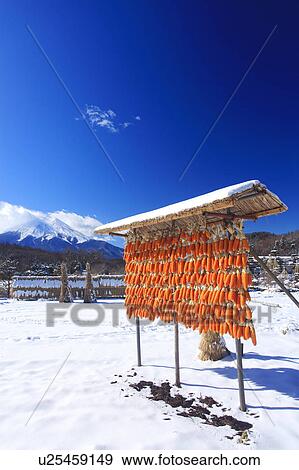 Stock Photo - Corn On The Cob drying outdoors, Yamanashi Prefecture, Honshu, Japan. Fotosearch