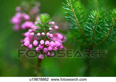 Cornish heath (Erica vagans) View Large Photo Image Stock Image - Cornish heath (Erica vagans). Fotosearch