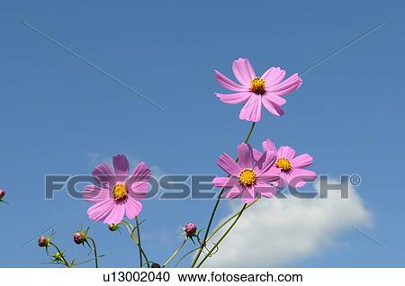 Cosmos Flowers View Large Photo Image Stock Image - Cosmos Flowers. Fotosearch