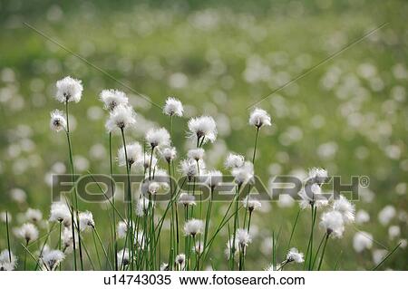 Cotton View Large Photo Image Stock Photography - Cotton. Fotosearch
