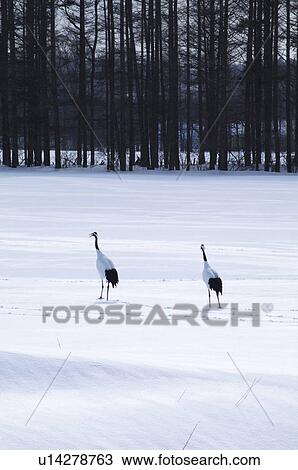 Cranes, Hokkaido Prefecture, Japan View Large Photo Image Stock Image - Cranes, Hokkaido Prefecture, Japan. Fotosearch