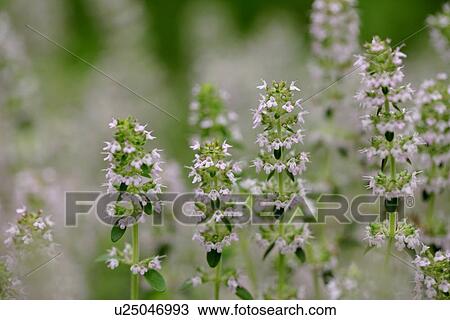 Stock Image - Creeping Thyme. Fotosearch