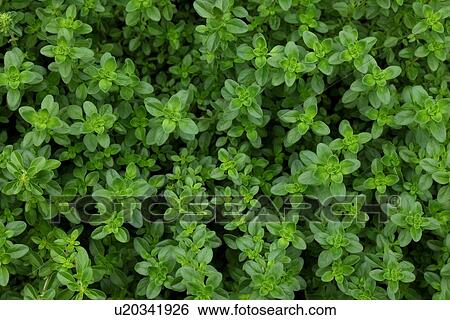 Creeping Thyme View Large Photo Image Stock Photograph - Creeping Thyme. Fotosearch