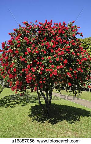 Crimson Bottlebrush, Urayasu City, Chiba Prefecture, Honshu, Japan View Large Photo Image Stock Photograph - Crimson Bottlebrush, Urayasu City, Chiba Prefecture, Honshu, Japan. Fotosearch
