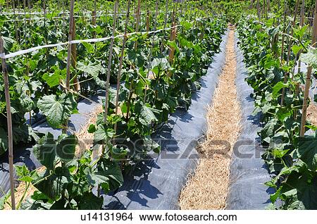 Cucumber Field View Large Photo Image Picture - Cucumber Field. Fotosearch