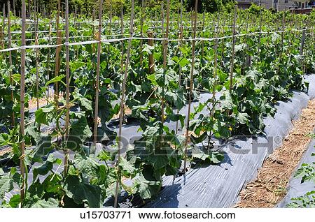 Cucumber Field View Large Photo Image Stock Image - Cucumber Field. Fotosearch
