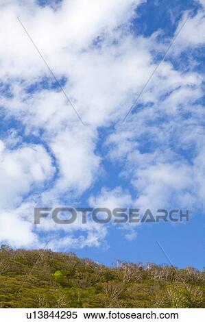 Cumulus Clouds Over Trees View Large Photo Image Stock Photography - Cumulus Clouds Over Trees. Fotosearch