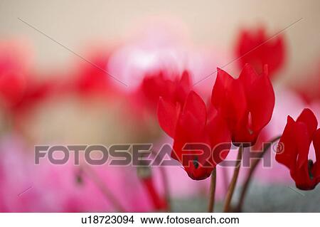 Cyclamen Flowers View Large Photo Image Picture - Cyclamen Flowers. Fotosearch