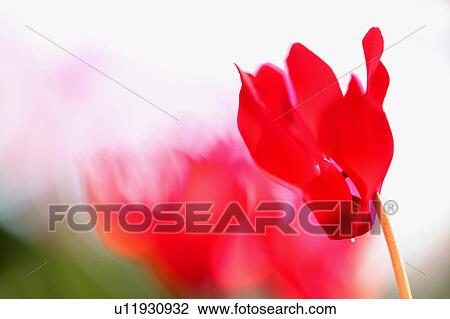 Stock Image - Cyclamen Flowers. Fotosearch