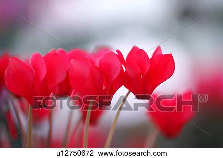 Stock Image - Cyclamen Flowers. Fotosearch