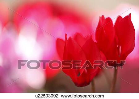 Cyclamen Flowers View Large Photo Image Stock Image - Cyclamen Flowers. Fotosearch