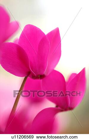 Stock Photo - Cyclamen Flowers. Fotosearch