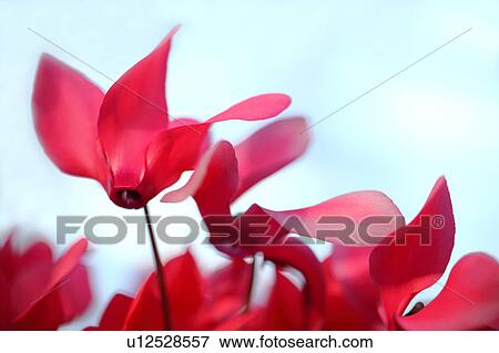 Stock Photo - Cyclamen Flowers. Fotosearch