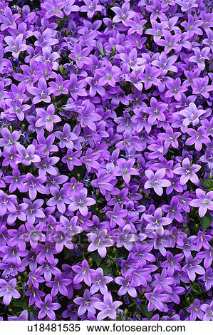 Dalmatian bellflower View Large Photo Image Stock Photography - Dalmatian bellflower. Fotosearch