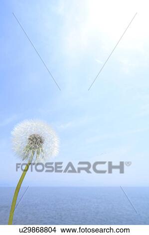 Dandelion View Large Photo Image Picture - Dandelion. Fotosearch