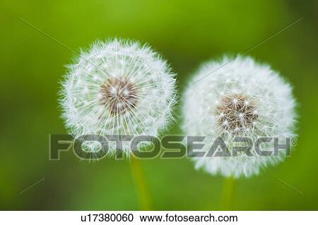 Dandelion Seeds View Large Photo Image Stock Image - Dandelion Seeds. Fotosearch