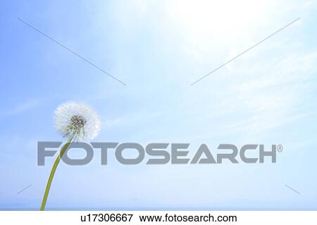 Stock Photo - Dandelion. Fotosearch