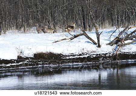Stock Image - Deer by Kushiro river, Hokkaido Prefecture, Japan. Fotosearch