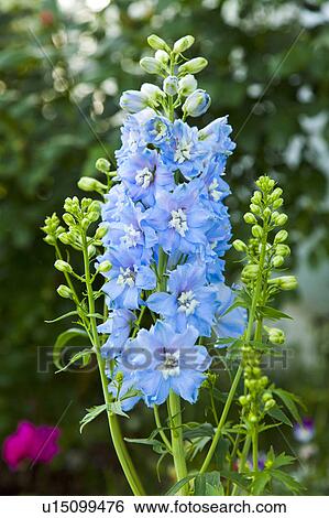 Stock Photograph - Delphinium Flowers. Fotosearch