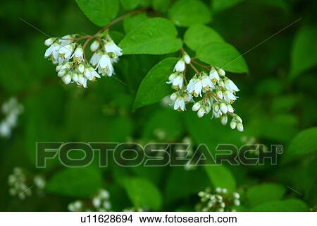 Deutzia crenata View Large Photo Image Picture - Deutzia crenata. Fotosearch