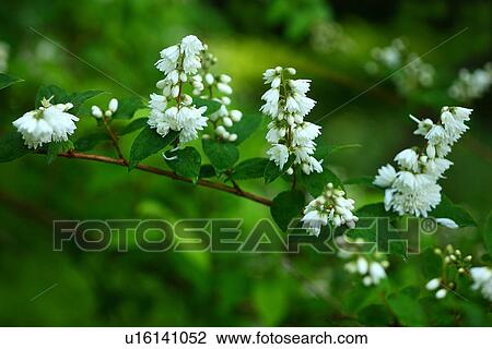 Deutzia crenata View Large Photo Image Stock Image - Deutzia crenata. Fotosearch