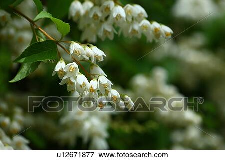 Deutzia crenata View Large Photo Image Stock Photo - Deutzia crenata. Fotosearch