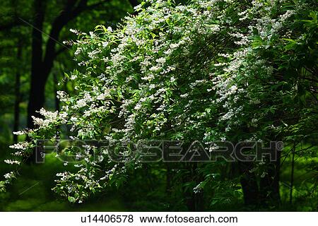 Deutzia crenata View Large Photo Image Stock Photo - Deutzia crenata. Fotosearch
