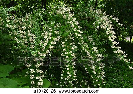 Deutzia crenata View Large Photo Image Stock Photograph - Deutzia crenata. Fotosearch