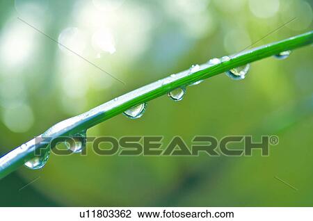 Stock Image - Dew drops on grass, close-up. Fotosearch