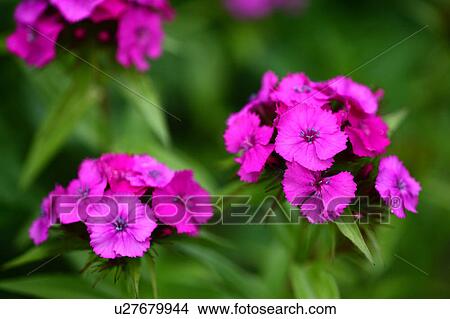 Dianthus View Large Photo Image Picture - Dianthus. Fotosearch