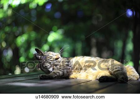 Domestic Cat View Large Photo Image Stock Photo - Domestic Cat. Fotosearch