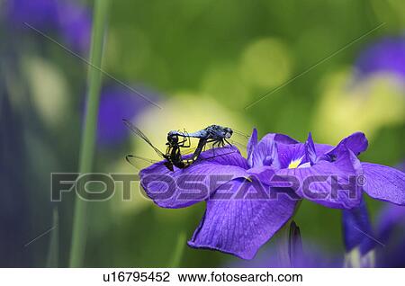 Stock Image - Dragonflies on iris. Fotosearch