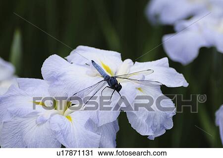 Stock Image - Dragonfly on iris. Fotosearch