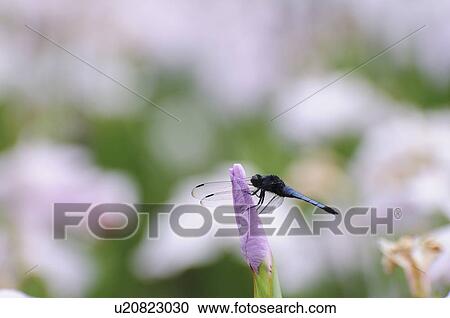Stock Image - Dragonfly on iris. Fotosearch